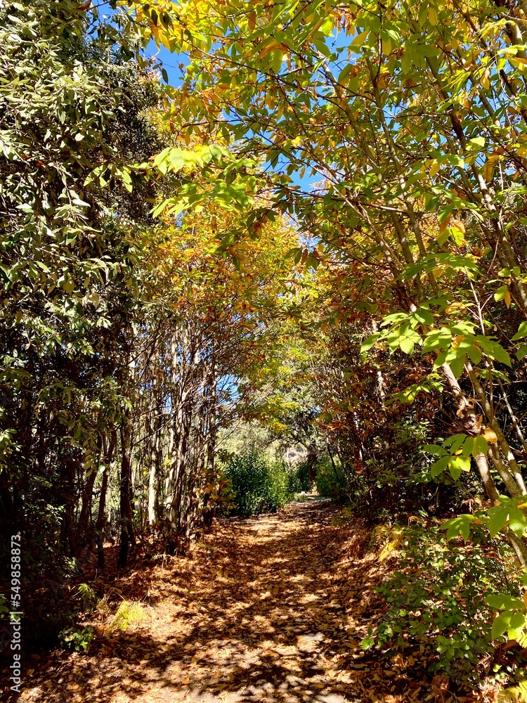 path in autumn forest