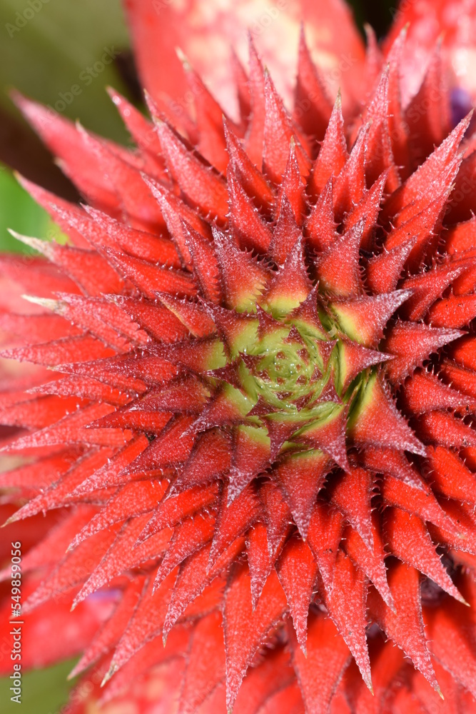 Fototapeta premium young pineapple fruit which will become fresh fruit