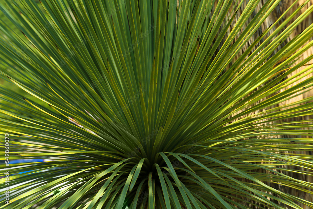 Fototapeta premium Beautiful palm tree with green leaves outdoors, closeup