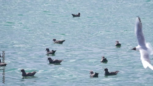 Oceanium. Northern fulmars (Fulmarus glacialis, dark phase), kittiwakes (Rissa tridactyla), slaty-backed gull (Larus schistisagus) in place of Pacific capelin (Mallotus villosus) spawning. Kamchatka photo