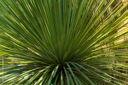 Beautiful palm tree with green leaves outdoors  closeup