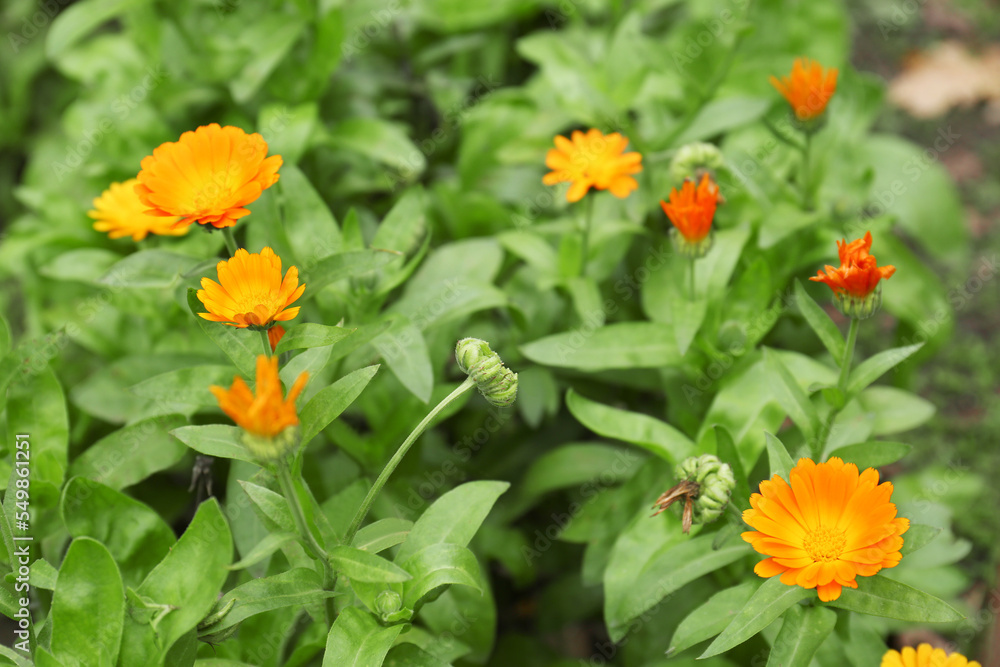Beautiful colorful calendula flowers growing in garden Beautiful colorful calendula flowers growing in garden