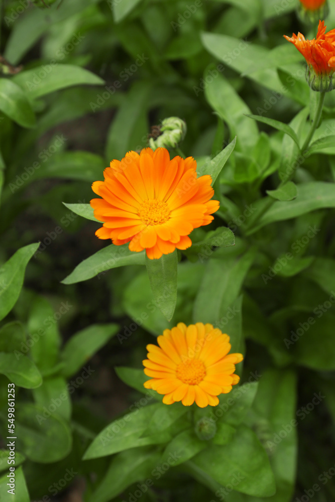 Beautiful colorful calendula flowers growing in garden Beautiful colorful calendula flowers growing in garden