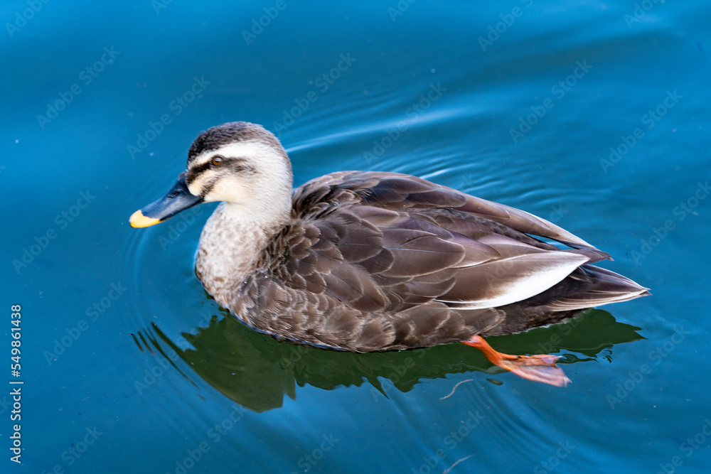 Fototapeta premium 池の中を泳ぐ1匹のカモのクローズアップ写真