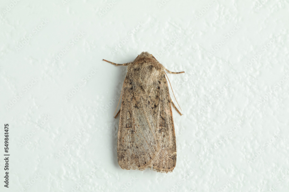 Paradrina clavipalpis moth on white textured background, top view Paradrina clavipalpis moth on white textured background, top view