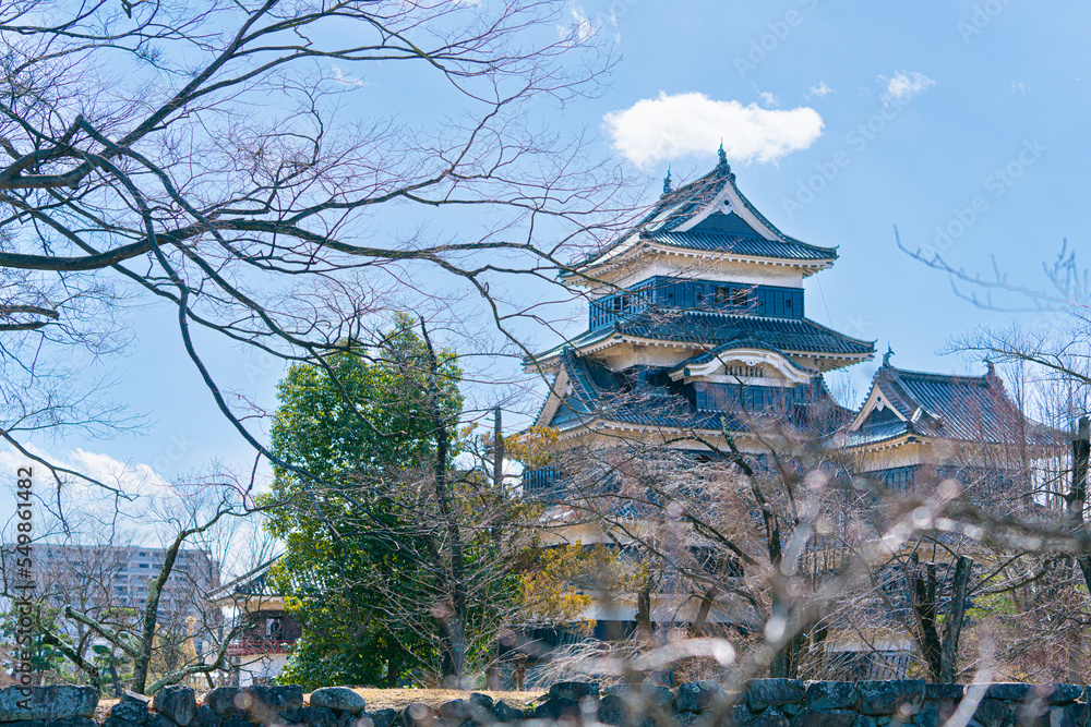 Fototapeta premium 冬の晴れた日に撮影した松本城と周りの木々