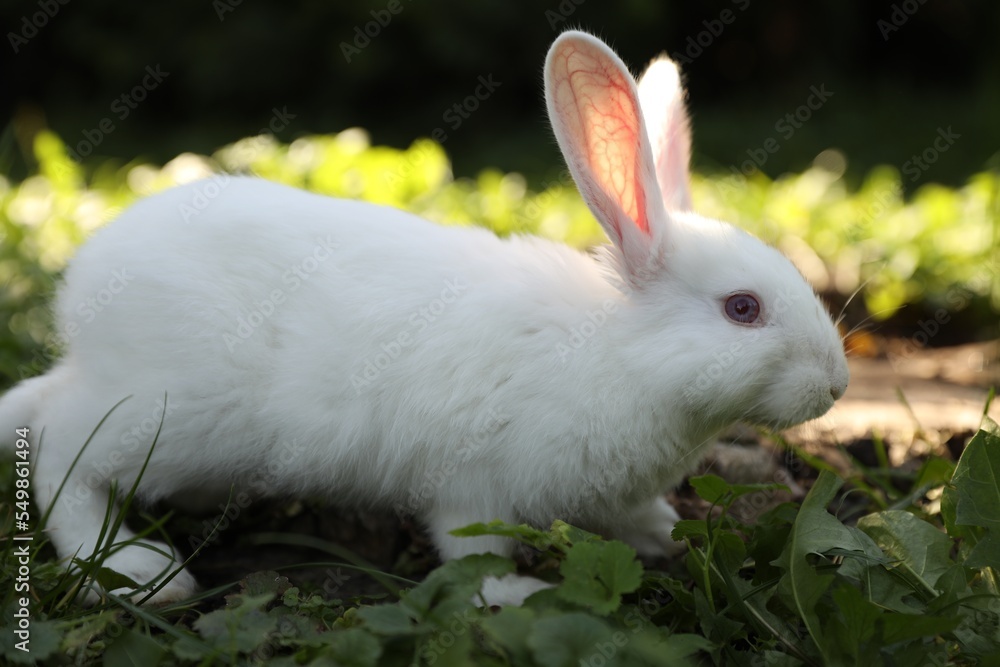 Cute white rabbit near tree stump on green grass outdoors Cute white rabbit near tree stump on green grass outdoors