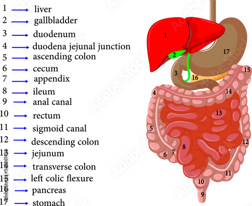 Anatomy of Human digestive system. Illustration about internal organ.
