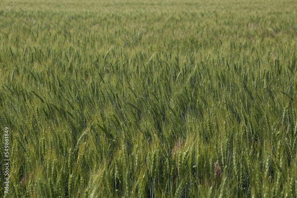 Beautiful agricultural field with ripening wheat as background Beautiful agricultural field with ripening wheat as background