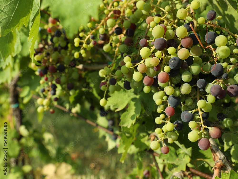 Bunches of fresh grapes growing in vineyard on sunny day