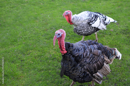 Cute turkeys on green grass outdoors, space for text
