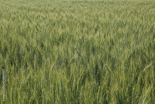 Beautiful agricultural field with ripening wheat as background