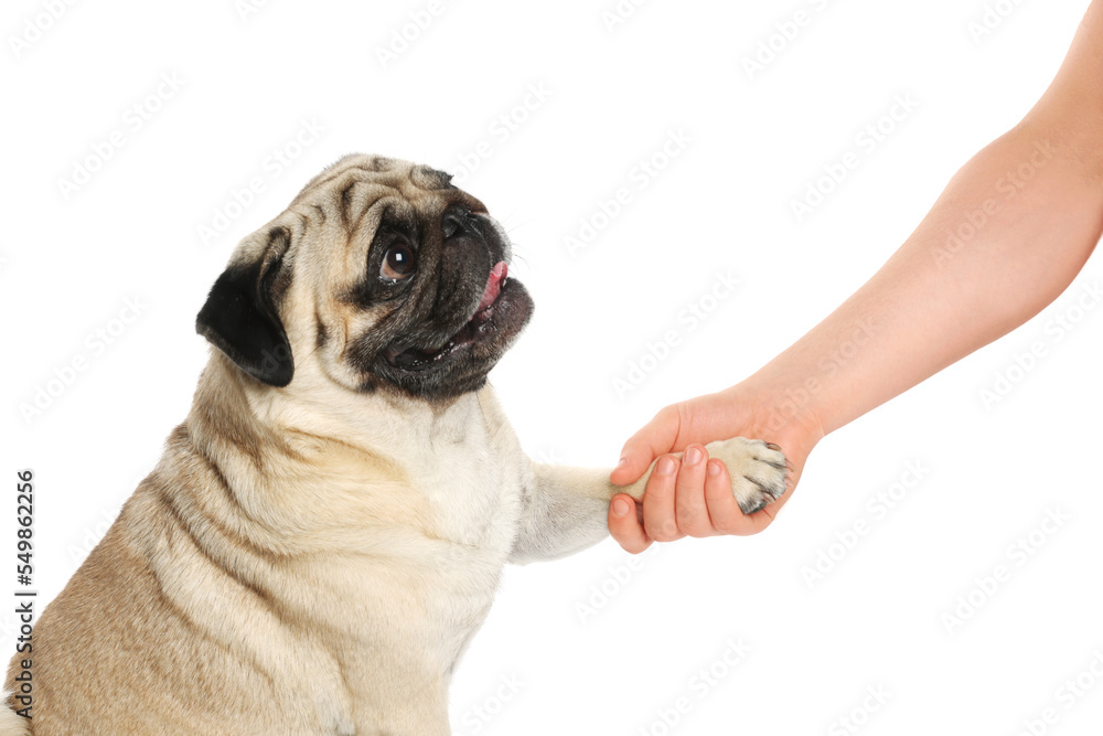 Woman holding dog's paw on white background, closeup