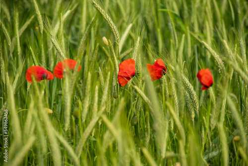 Five red poppy flowers (Papaver rhoeas) growing amidst a field of green barley in spring