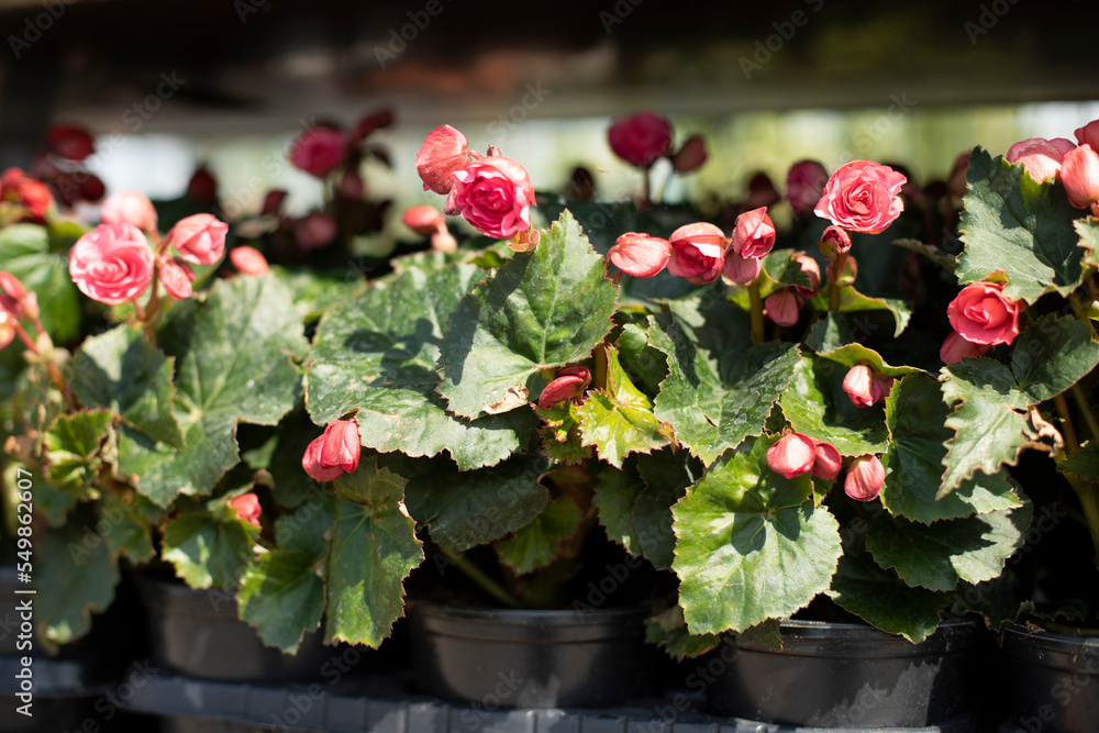Naklejka premium Flowers in garden. Plants in pot. Flower market.