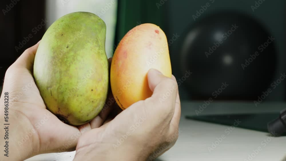 Close Up Man Hands is comparing orange mangoes namely Kepodang and Manalagi which are green Close Up Man Hands is comparing orange mangoes namely Kepodang and Manalagi which are green