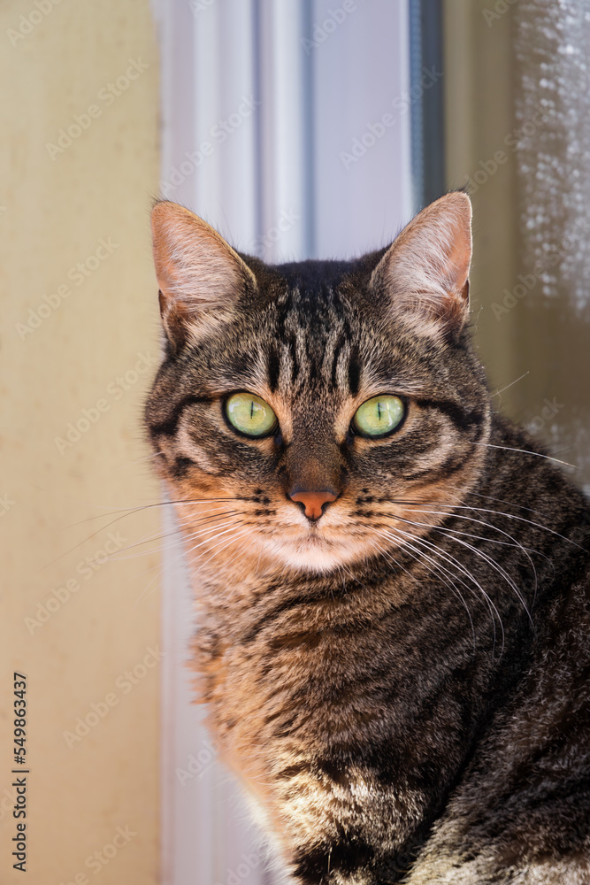 tabby cat looking straight into the camera with serious look