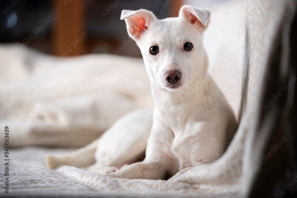 Biały, krótkowłosy pies leży na kanapie