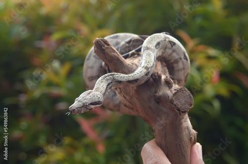 Short-tailed Boa Snake wrapped around a tree branch with natural flower background