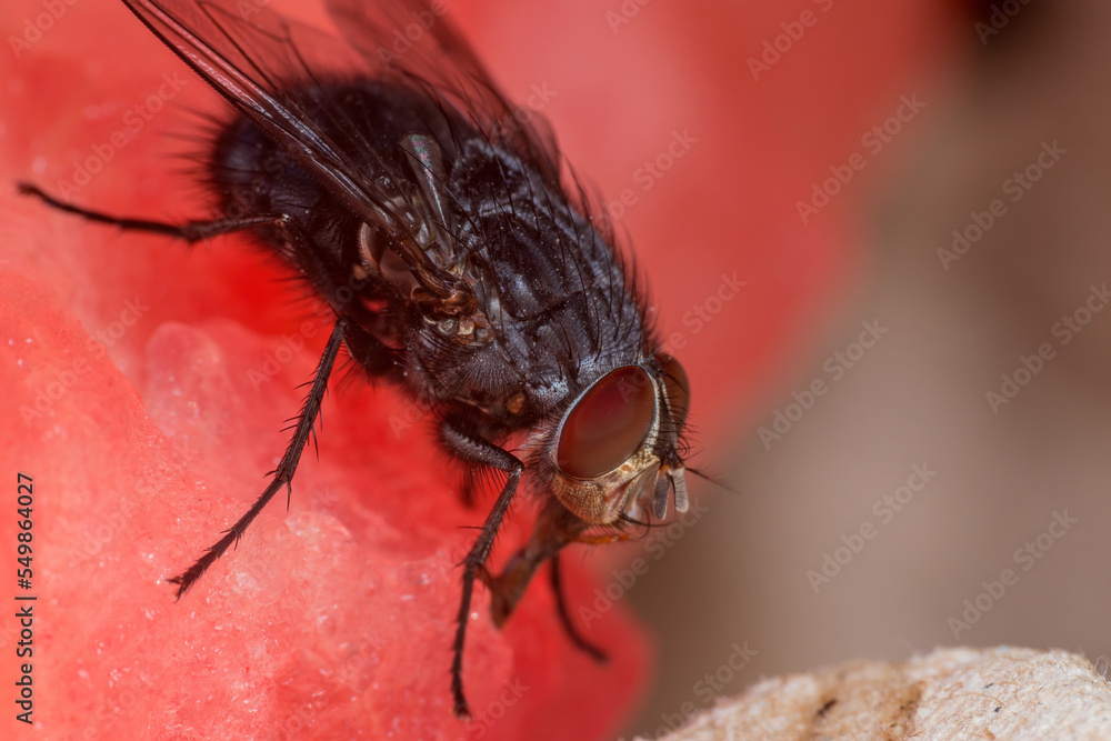 House Fly, Flesh Fly or Meat Fly Sarcophagidae Parasite Insect Pest on