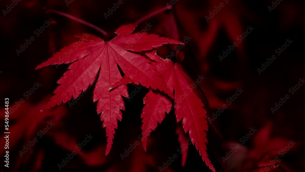 Tokyo,Japan - November 29, 2022: Red maple leaves in early winter in Japan
Tokyo,Japan - November 29, 2022: Red maple leaves in early winter in Japan