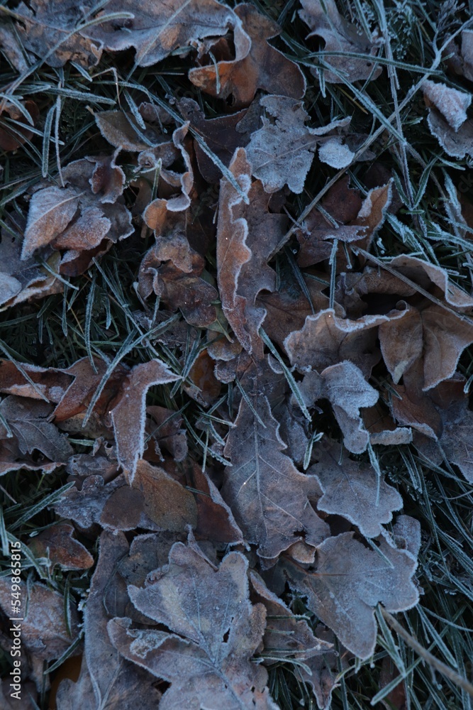 Beautiful yellowed leaves on grass covered with frost outdoors, top view