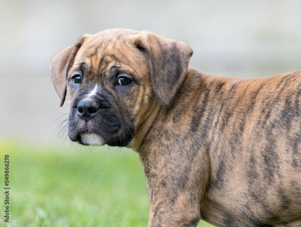 A very young striped brown and black brindle bulldog mixed with boxer dog is looking at the photographer in a curious way.  A close up photo of a baby puppy outside.