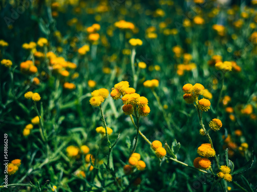 field of yellow flowers