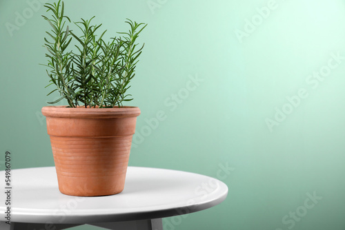 Aromatic green potted rosemary on wooden table indoors, space for text