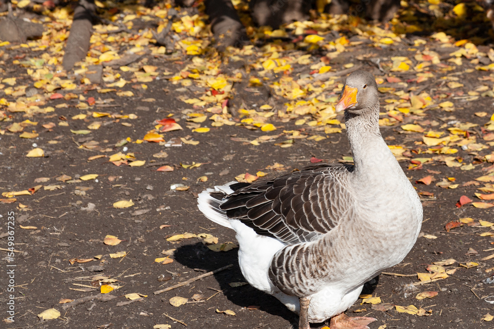 Fototapeta premium A large gray domestic goose is a domestic pet on a farm