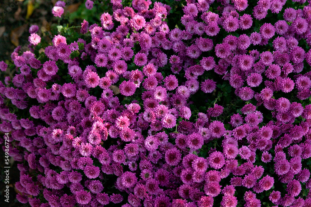 Chrysanthemum bush in the evening light close-up. Flowering bush of lilac chrysanthemum close-up. Winter-hardy chrysanthemums. Chrysanthemum Korean. Chrysanthemum bush in the evening light close-up. Flowering bush of lilac chrysanthemum close-up. Winter-hardy chrysanthemums. Chrysanthemum Korean.