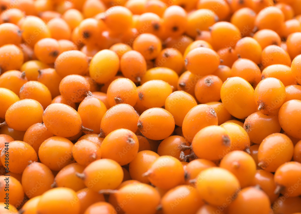 Fresh ripe sea buckthorn berries as background, closeup Fresh ripe sea buckthorn berries as background, closeup