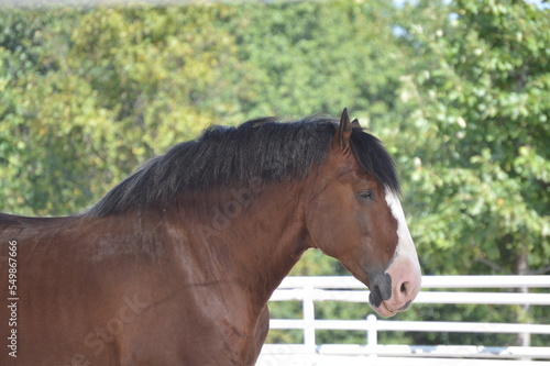 Foto A Clydesdale horse stallion