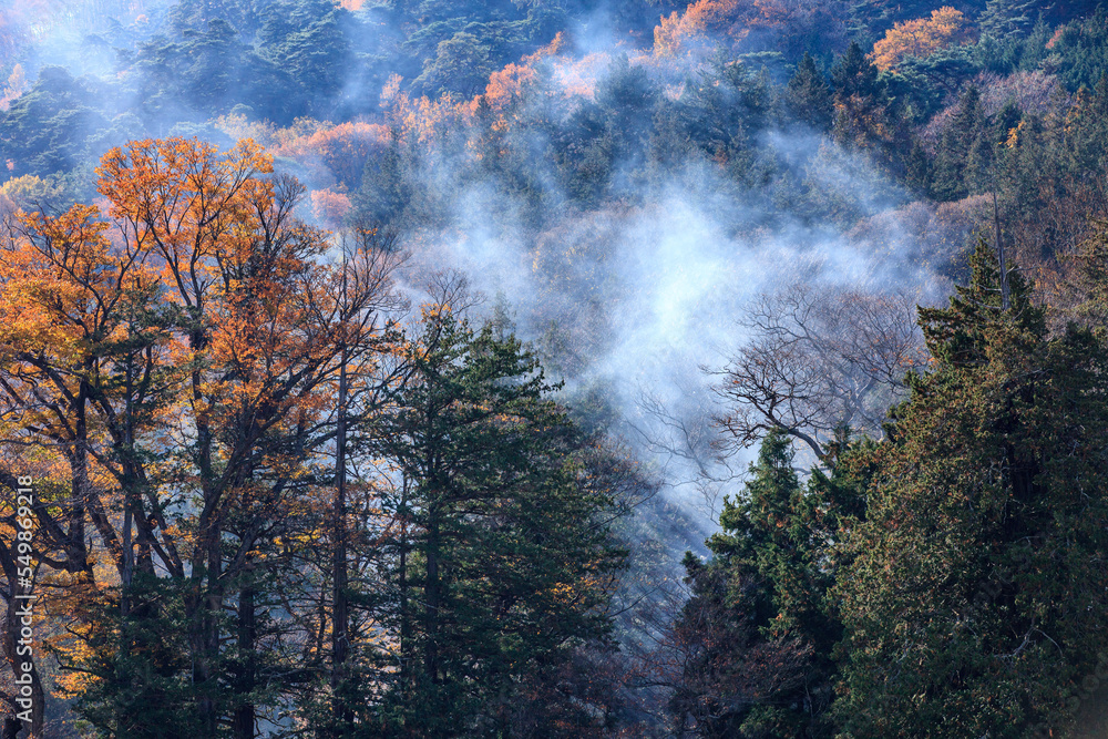 秋の早朝に落ち葉焚きの煙がまるでモヤの様に立ち込めています