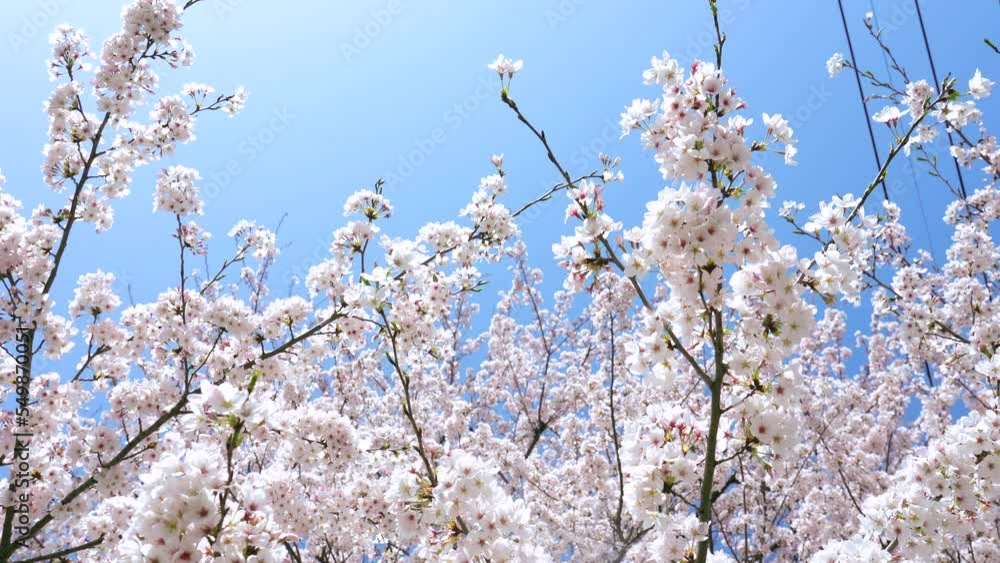 青空の下の桜の風景