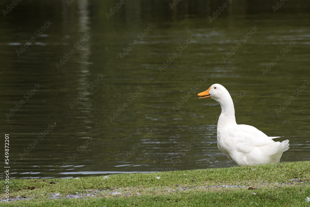 Photo of a white duck standing by the pond in nature