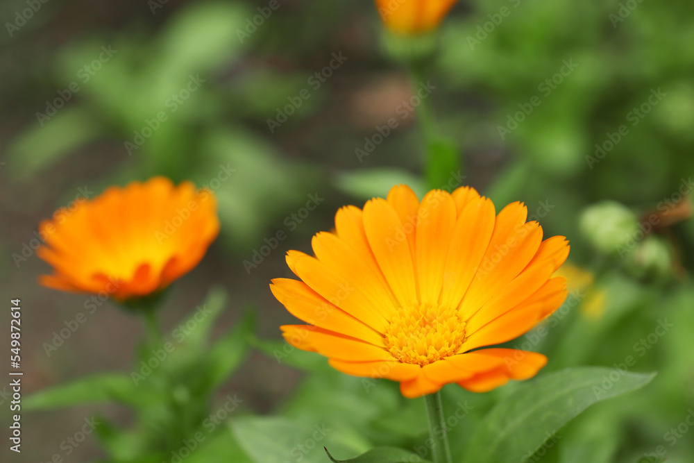 Beautiful blooming calendula flower growing outdoors, closeup. Space for text Beautiful blooming calendula flower growing outdoors, closeup. Space for text