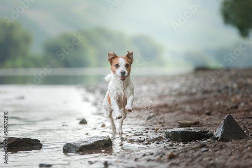 dog running. Active jack russell terrier jumping in the water. Active holiday with a pet