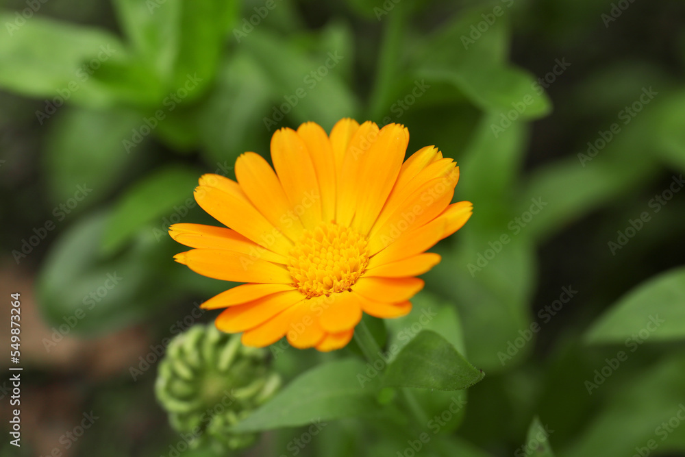 Beautiful blooming calendula flower growing outdoors, closeup Beautiful blooming calendula flower growing outdoors, closeup
