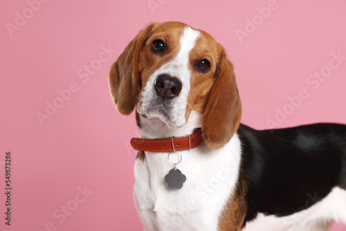 Adorable Beagle dog in stylish collar with metal tag on pink background