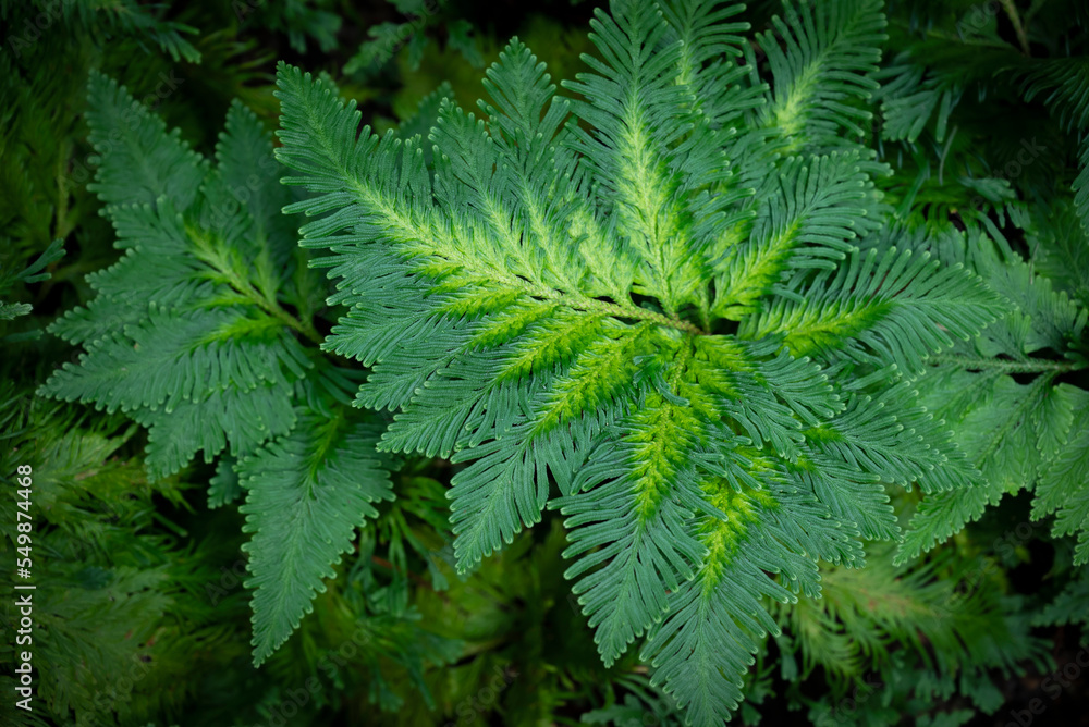 Fototapeta premium Natural green background of Selaginella (Spike moss) fresh leaves in the tropical garden. Ornamental plants for decorating in the garden and ground cover.