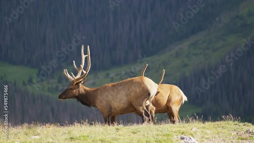 Wild Elk in Rocky Mountains Grazing 
