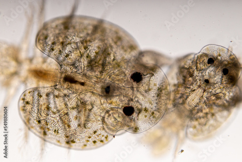 Patterns and backgrounds of Parasitic  Argulus sp. And  Clinostomum sp.   Study of Argulus sp. And Clinostomum sp. under microscope view in laboratory.