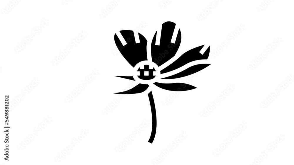 cosmos flower spring glyph icon animation cosmos flower spring glyph icon animation