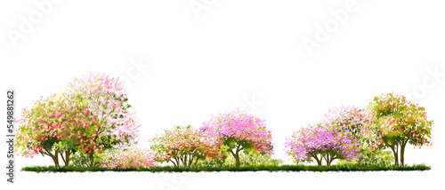 watercolor blooming flower,Ginkgo tree or forest side view isolated on white background for landscape and architecture drawing,elements for environment