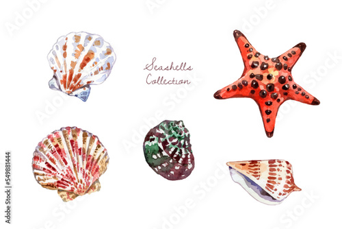 Watercolor different beautiful seashell collection
