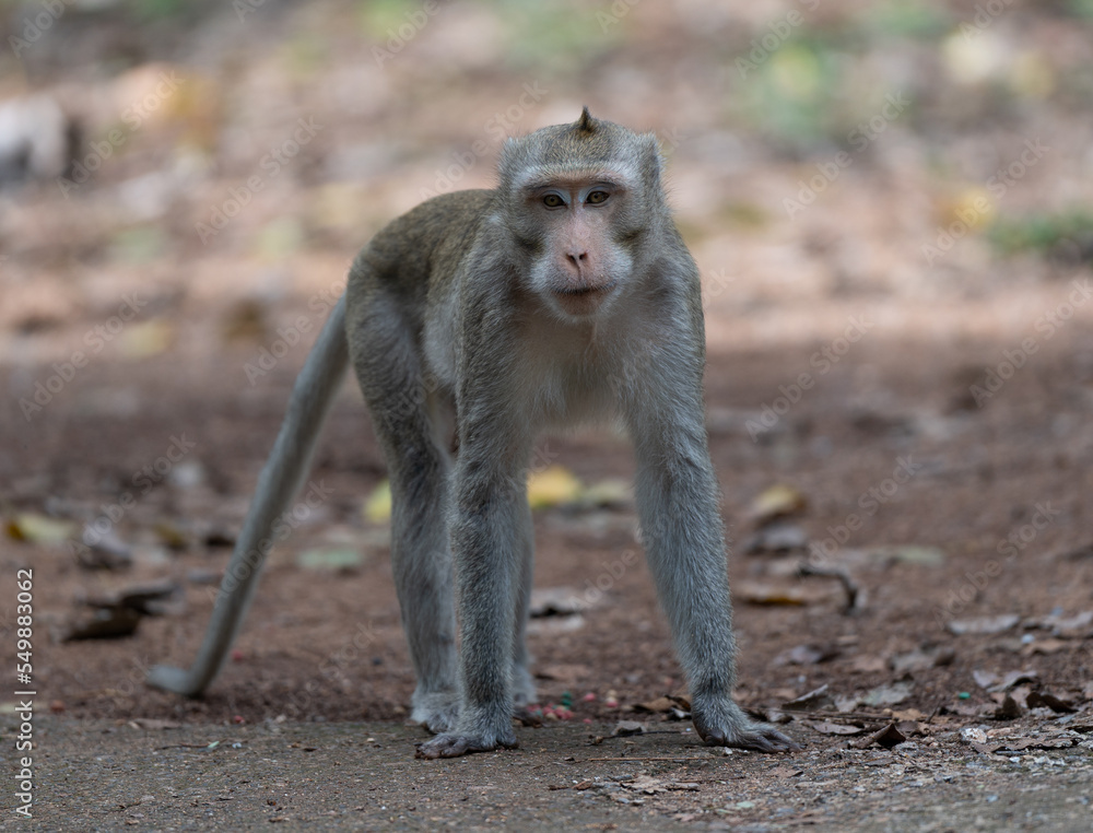 Macaque Thai Monkeys 