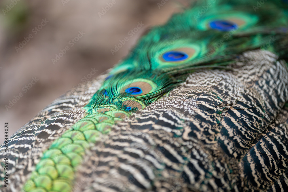 Fototapeta premium Peacock in the wild