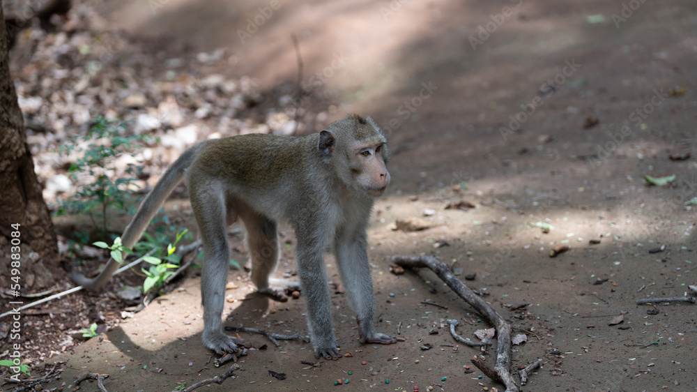 Obraz premium Macaque Thai Monkeys 