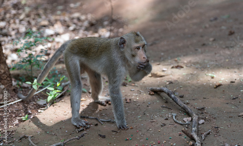Macaque Thai Monkeys 